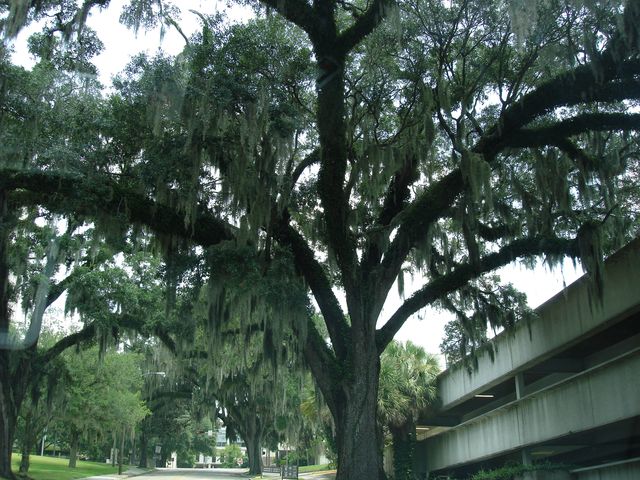 Tallahassee