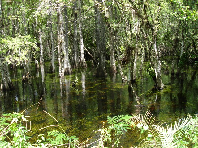 Everglades