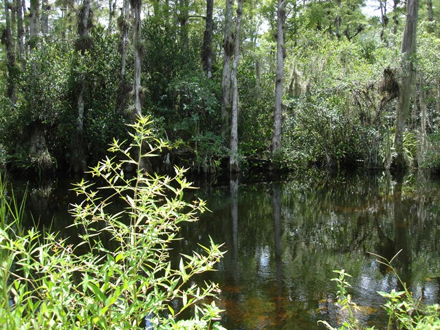 Everglades