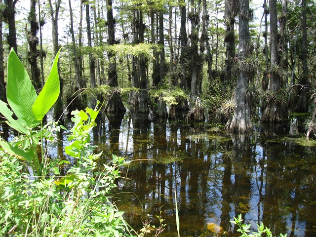 Everglades