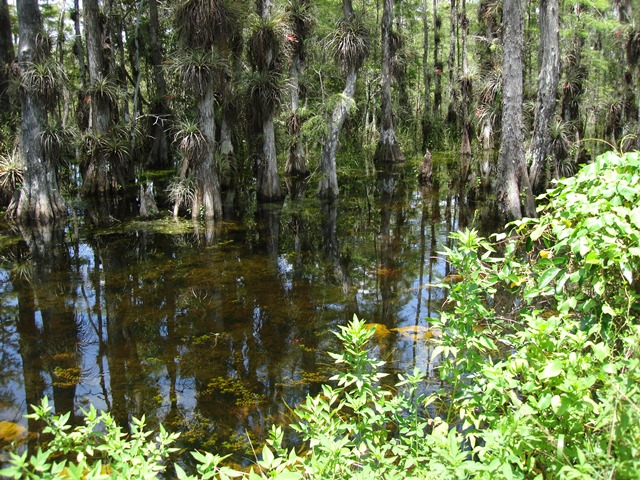 Everglades