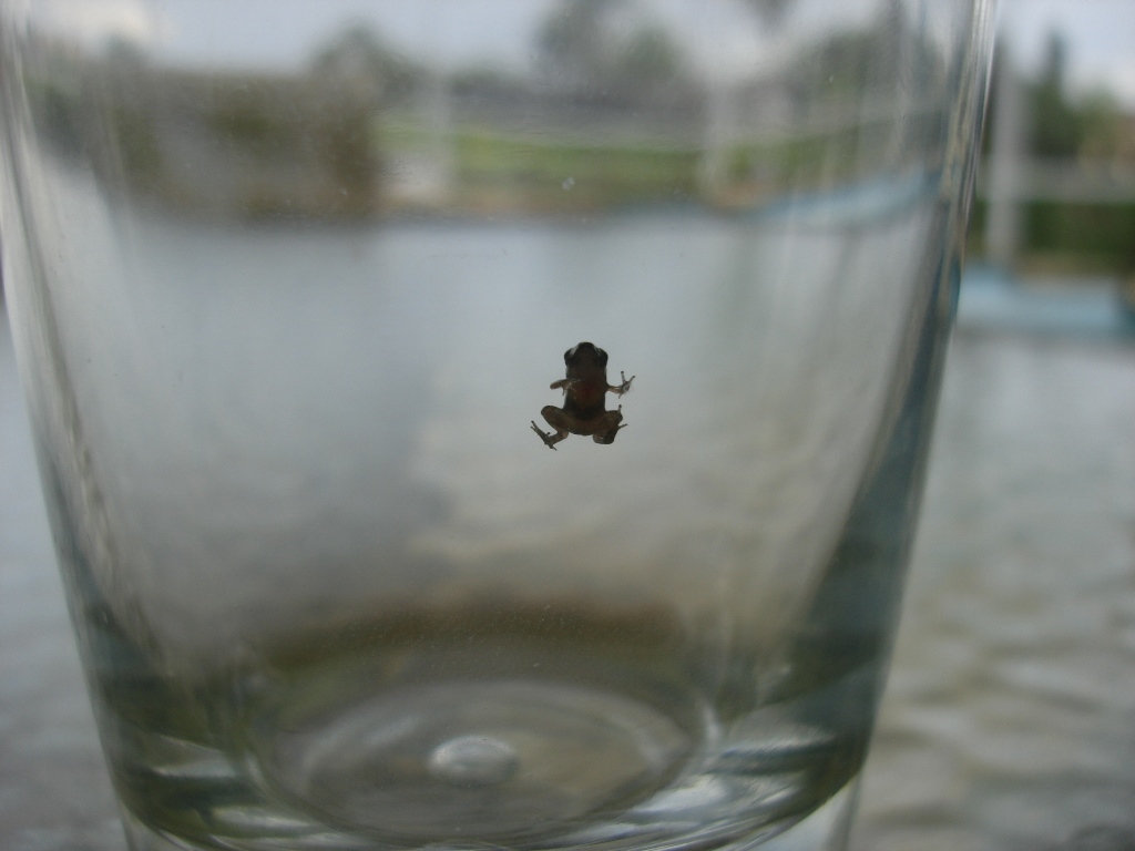 Micro-Frosch Micro-Frosch