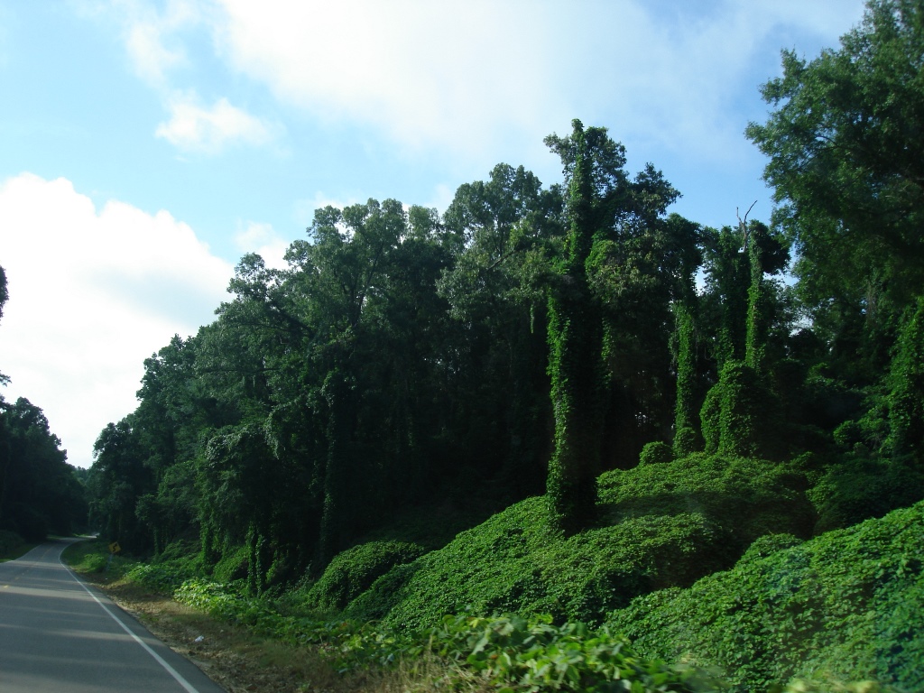 Straße durch den Urwald