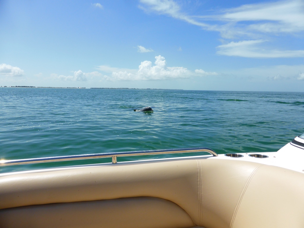 Delphin Delphin