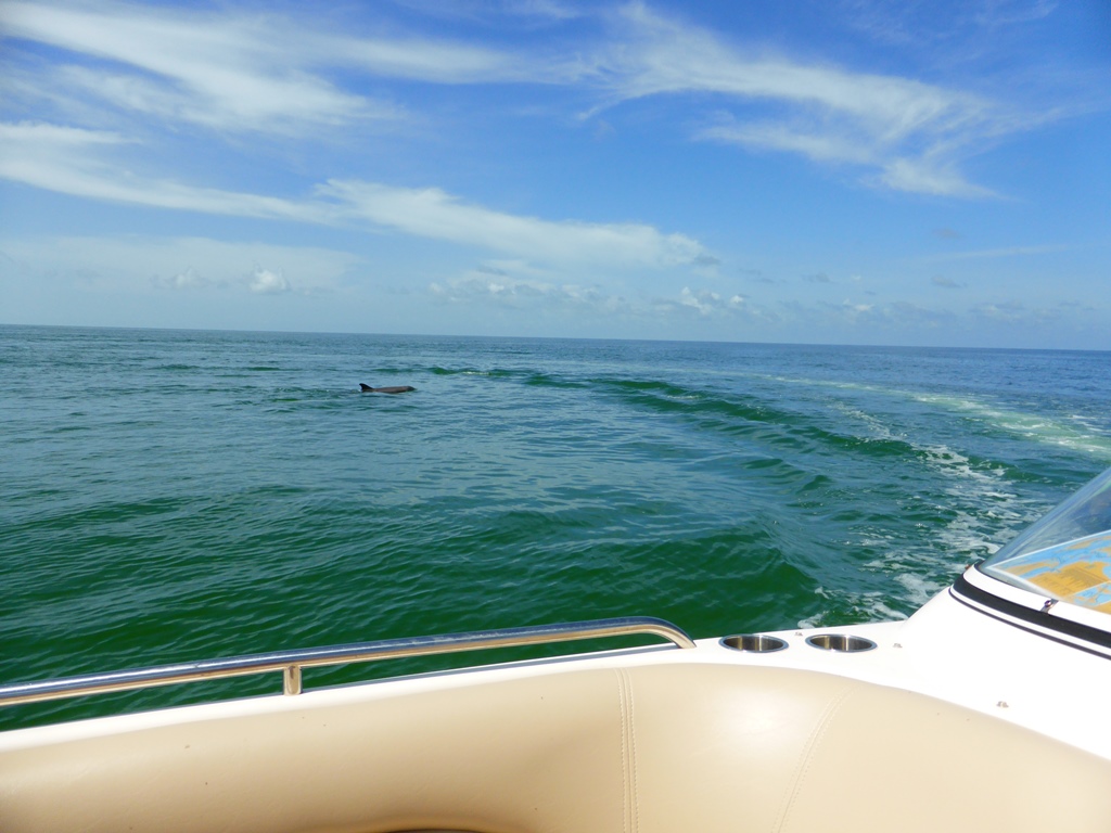 Delphin Delphin